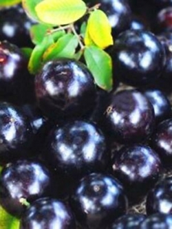 องุ่นบราซิล (Jaboticaba) ผลม่วง / 25 เม็ด