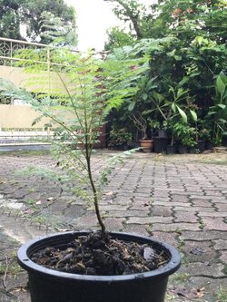 ต้นศรีตรัง กระถาง 8 นิ้ว สูง 65-80 ซ.ม. / ต้น