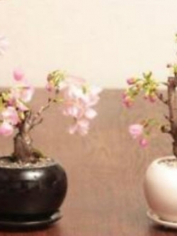 บอนไซซากุระ (Sakura bonsai) สีชมพู / 10 เม็ด (นอก)