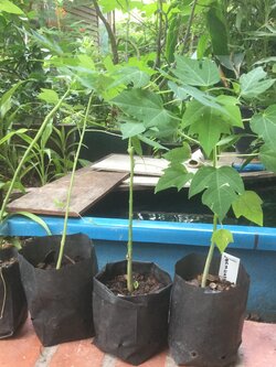 ต้นกล้ามะละกอแขกนวลต้นเตี้ย / ต้น