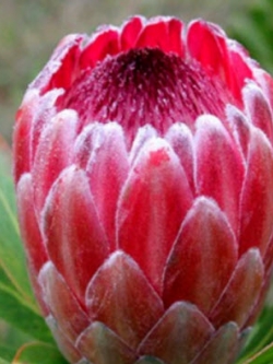 โพรเทียชมพู (Pink Protea Neriifolia) / 100 เม็ด (นอก)
