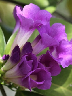 กระเทียมเถา (Garlic Vine) / 10 เม็ด (P2S)