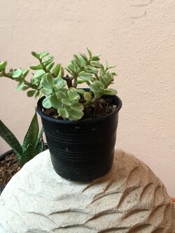 ต้นปะการัง กระถาง 3 นิ้ว / ต้น