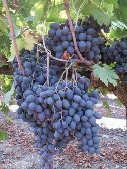 องุ่นดำหวาน (Sweet Black Grape) / 10 เม็ด (Malta)