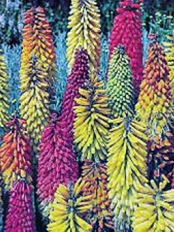 นิโฟเฟีย (Kniphofia / Red Hot Poker) / 160 เม็ด (Australia)