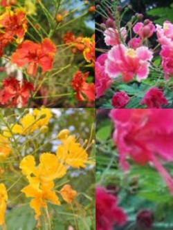 หางนกยูงไทย คละ 3 สี / 25 เม็ด