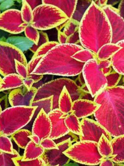 ฤาษีผสม (Coleus Giant Exhibition - Rustic Red) / 10 เม็ด (UK)