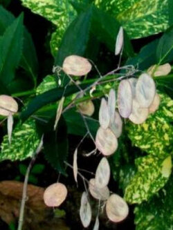 ซิลเวอร์ ดอลล่าร์ แพล้นท์ (Silver Dollar Plant) / 30 เม็ด (France)*