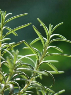 โรสแมรี่ (Rosemary) / 200 เม็ด (China)
