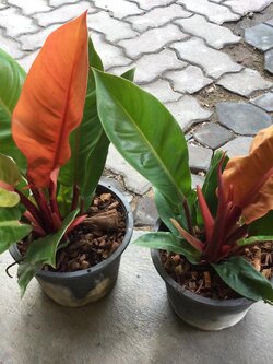 ต้นฟิโล กุมารแดงเรียกทรัพย์ / เชอรี่ เรด / เรด คองโก / รวยโชค กระถาง 8 นิ้ว