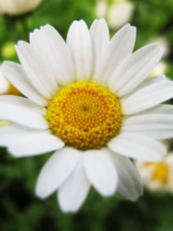 เดซี่ (white Daisy) สีขาว / ซอง 30 เม็ด (A048)