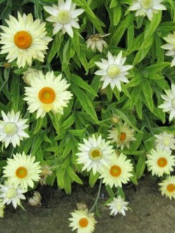 ดอกกระดาษ หรือสตรอ ฟลาวเวอร์ (Straw flower) ขาว / 900 เม็ด (UK)