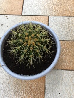 ต้นถังทอง (Golden Barrel Cactus) ขนาด 10-12 ซ.ม. / ต้น