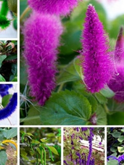 หางกระรอกแดง (Chenille plant) คละสี / 100 เม็ด