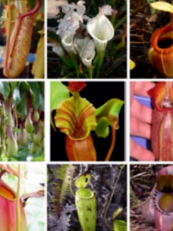 หม้อข้าวหม้อแกงลิง (Nepenthes) คละ (B) / 100 เม็ด
