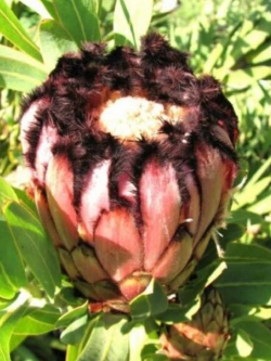 โพรเทีย Protea Neriifolia หรือ Oleanderleaf Protea / 2 เม็ด (UK)