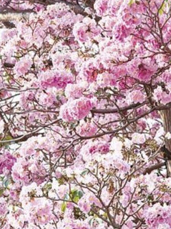 ต้นชมพูพันธุ์ทิพย์ / ชมพูอินเดีย / ตาเบบูญ่า สูง 40-60 ซ.ม.