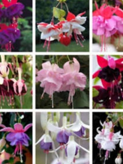 โคมญี่ปุ่น / ฟิวเซีย (Fuchsia) คละสี / 200 เม็ด