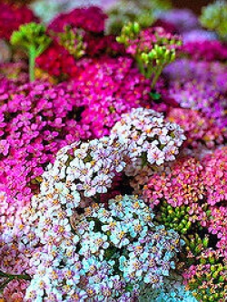 ยาโรว์ Summer Pastel คละ / 3,000 เม็ด (UK)*