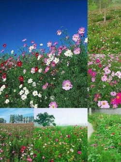 ดอกไม้ป่า (wildflowers) คละ / 100 เม็ด (นอก)