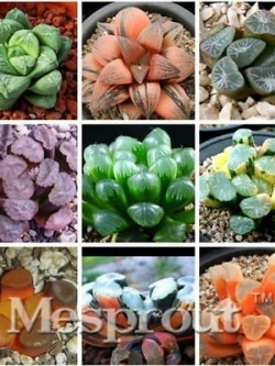 ฮาโวเทีย (Haworthia) คละ / 100 เม็ด (นอก)