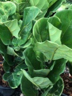 ต้นไทรใบสัก กระถาง สูง 30 ซ.ม. / ต้น