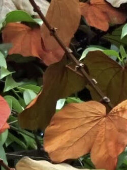 ต้นใบไม้สีทอง หรือย่านดาโอ๊ะ กระถาง 8 นิ้ว สูง 50-70 ซ.ม.