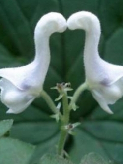 ดอกไม้ขาว คล้ายหงส์ (Swan flower) / 100 เม็ด