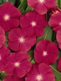 แพงพวย (Vinca) สีแดง / 50 เม็ด (USA)