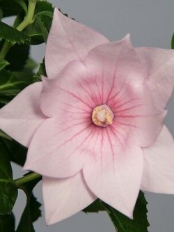 บอลลูน สีชมพู กลีบดอกซ้อน / 25 เม็ด