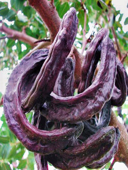 คารอป (Carob) พืชใช้แทนช็อคโกแลตท โกโก้ ไม่มีคาเฟอีน / 20 เม็ด (Algeria)