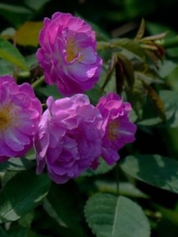 กุหลาบเลื้อย สีม่วง / 100 เม็ด (PT7)