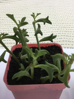 ต้นโลมา กระถาง 3 นิ้ว / ต้น