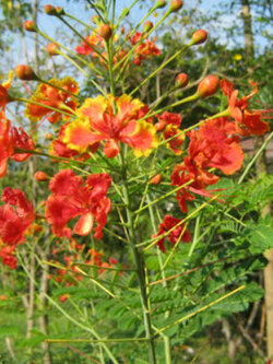 หางนกยูงไทย ดอกสีส้ม-แดง / 30 เม็ด (P2S)