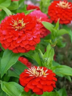 บานชื่น ตัดดอก พันธุ์ Will Rogers ดอกแดง / 130 เม็ด (UK)