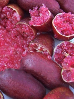 มะนาวนิ้ว (Finger lime) - Pink Ice / 20 เม็ด (นอก)