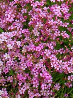 ยิปโซ คริมซัน (Crimson Gypsophila) / 2,000 เม็ด (UK)*