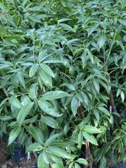 ต้นมะปราง (Marian plum) สูง 30-50 ซ.ม. / ต้น