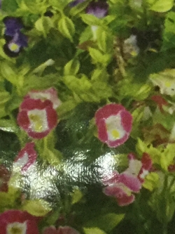 แววมยุรา (Torenia) / ซอง