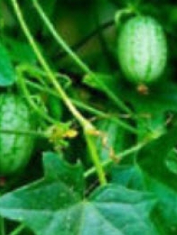 แตงจิ๋ว(แตงโมจิ๋ว) / 5 เม็ด