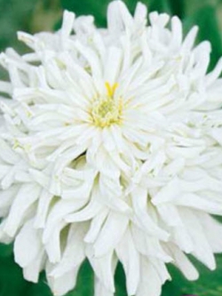 บานชื่น สีขาว ซอง 50 เม็ด (A147)