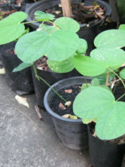 ต้นกาหลงขาว กระถาง 6 นิ้ว สูง 15-25 ซ.ม.