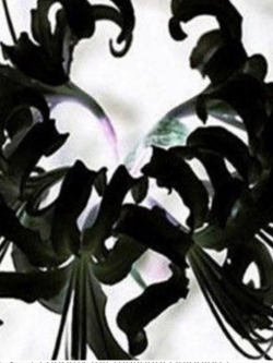 หัวว่านลิลี่แมงมุม (Spider Lily) สีดำ / 3 หัว (นอก)