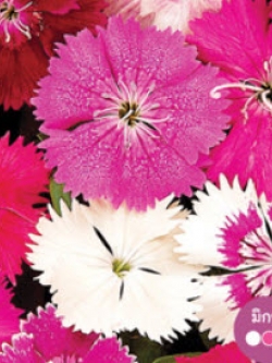 ผีเสื้อ (Dianthus) คละ / ซอง 10 เม็ด (Netherland)