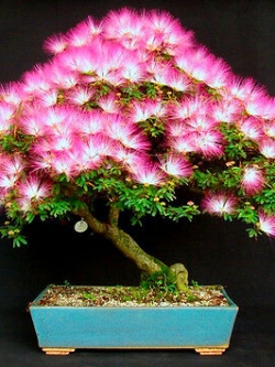 บอนไซ Persian silk tree / 25 เม็ด (นอก)