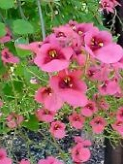ไดอาเซีย - พิ้งค์ควีน (Diascia - Pink Queen) / 100 เม็ด (Lithuania)