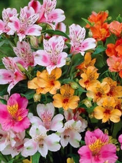 อัลสโตรมีเรีย (Alstroemeria) คละ / 200 เม็ด