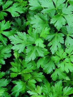 พาร์สลี่ย์ (Parsley Flat) / 1,000 เม็ด (Hungary)