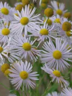 คัตเตอร์ สีขาว (White Cutter Aster) / 100 เม็ด (USA)
