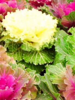 กะหล่ำประดับ (Ornamental Cabbage) คละ / 80 เม็ด (UK)